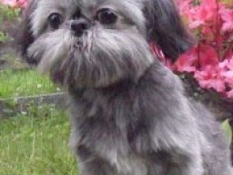 chinese_imperial_dog_20211207_1008975894